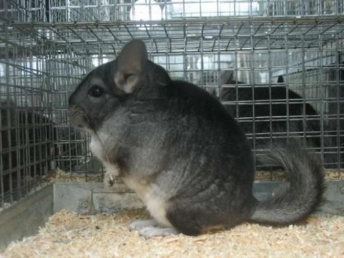 Шиншилла
